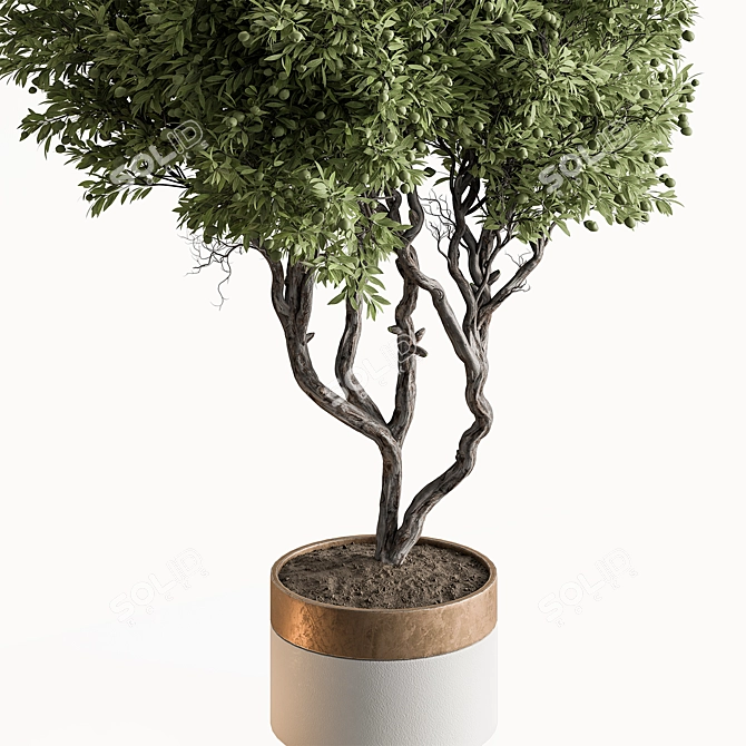 Outdoor Pine Tree in Pot 3D model image 2