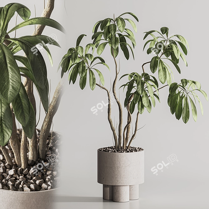 Contemporary Indoor Plant in Pot 3D model image 2