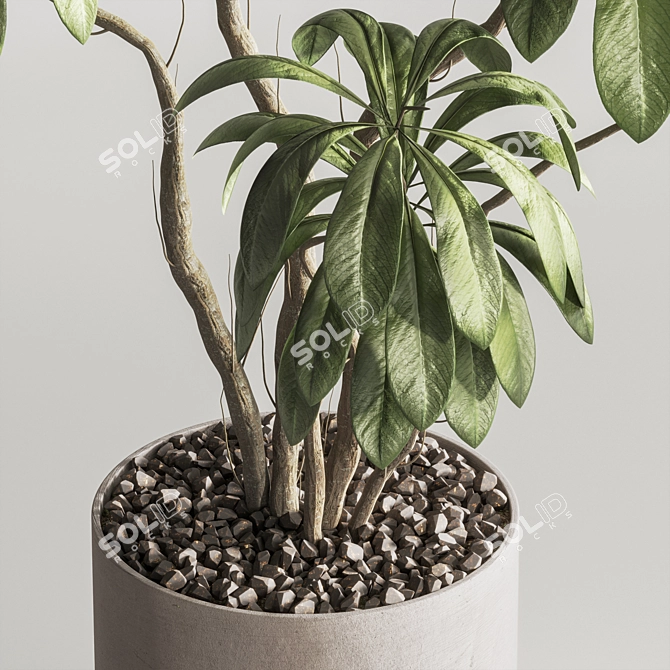 Contemporary Indoor Plant in Pot 3D model image 4