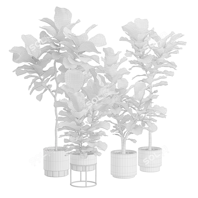 Giant Leaf Ficus Tree Pack 3D model image 3