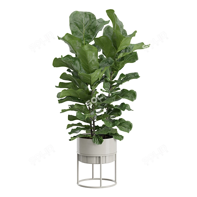 Giant Leaf Ficus Tree Pack 3D model image 4