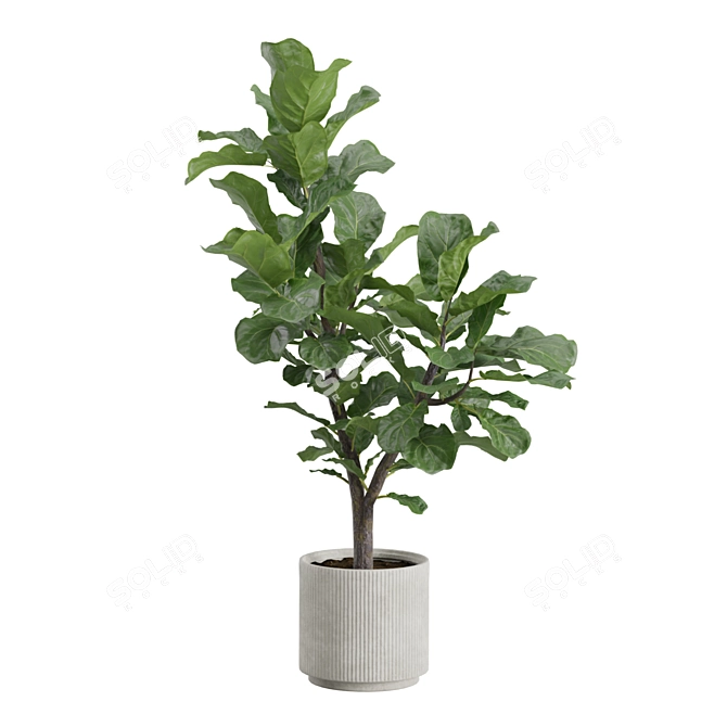 Giant Leaf Ficus Tree Pack 3D model image 6