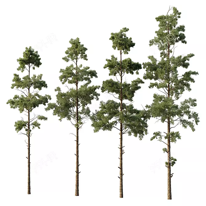 Variety Pin Tree Collection - 4 Models 3D model image 1