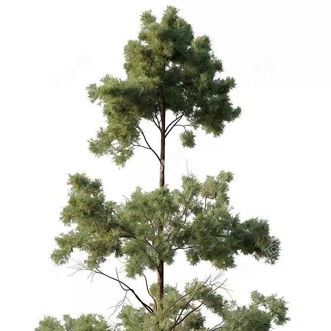 Variety Pin Tree Collection - 4 Models 3D model image 2