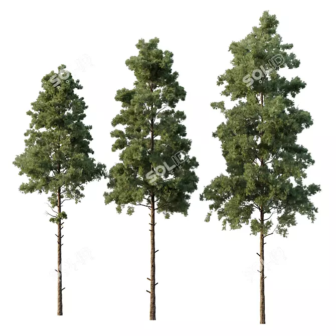 Pin Tree 07 Collection: Detailed 3D Models 3D model image 1