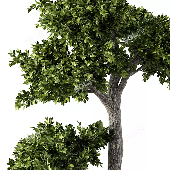 Botanical Bliss Collection: Fresh Greenery 3D model image 3