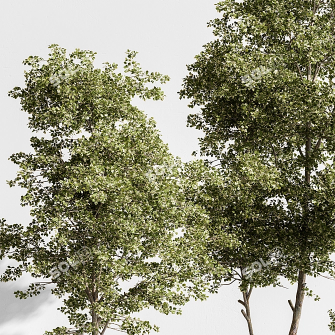 Hanging Tree in Outdoor Pot 3D model image 5