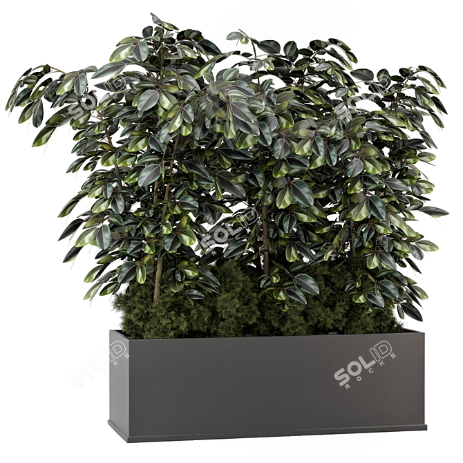 Indoor Ficus in Black Pot - 3D Model 3D model image 1