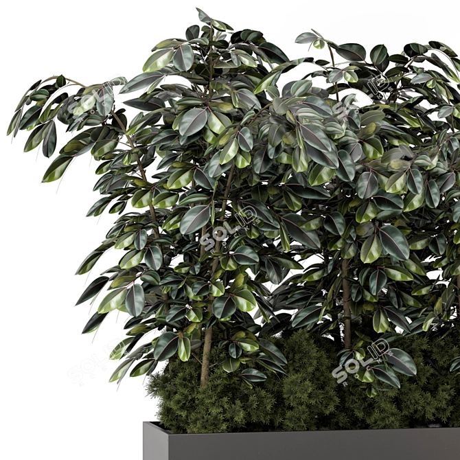 Indoor Ficus in Black Pot - 3D Model 3D model image 2