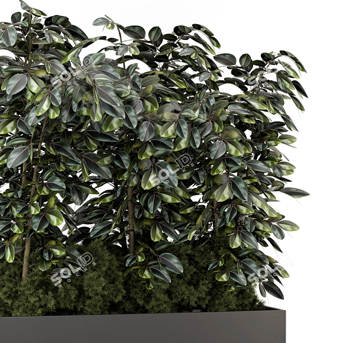 Indoor Ficus in Black Pot - 3D Model 3D model image 3