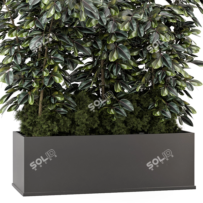 Indoor Ficus in Black Pot - 3D Model 3D model image 4