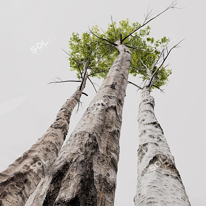 Carpinus Betulus 3D Model Collection 3D model image 2