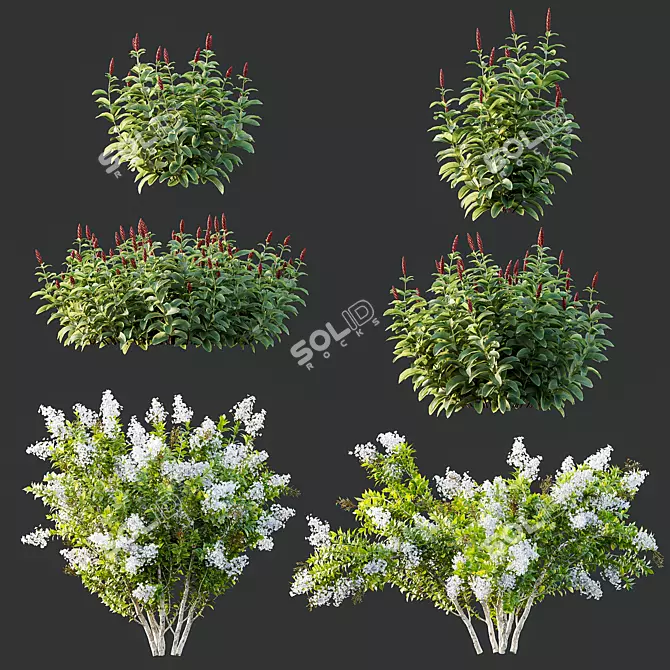 Elegant Myrtle & Malay Ginger Bouquet 3D model image 1