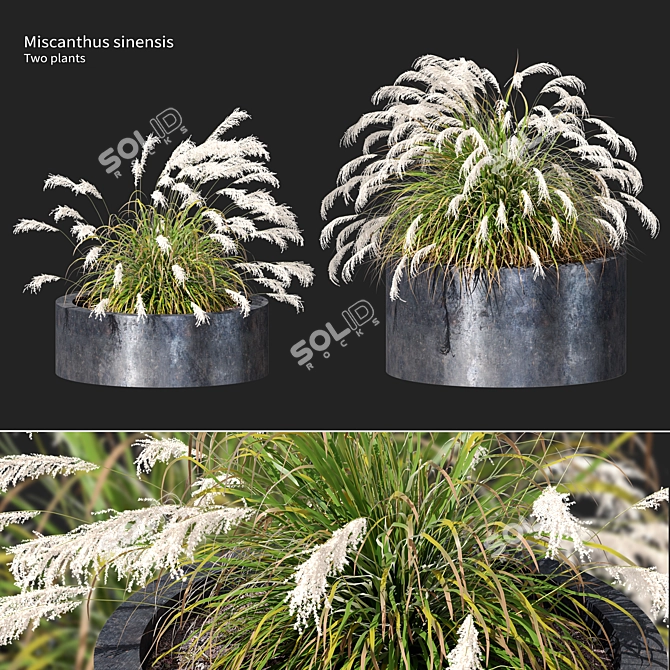 Ornamental Grass Duo Set 3D model image 1