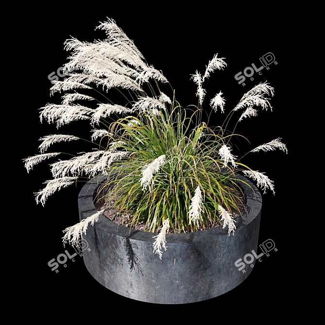 Ornamental Grass Duo Set 3D model image 3