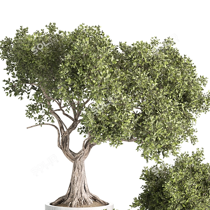 Premium Indoor Plant Set 3D 3D model image 3