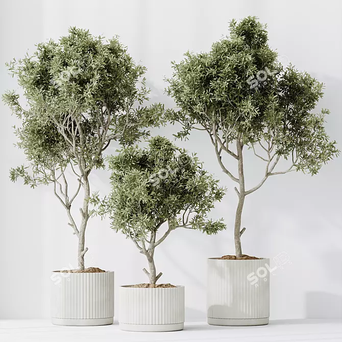 Variety of 6 Indoor Plant Models 3D model image 3