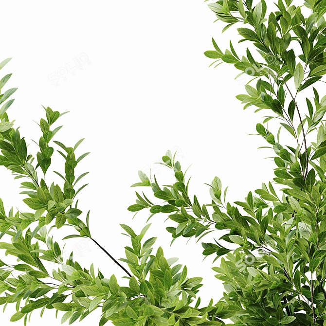 22-Inch Indoor Plant 3D Model 3D model image 5