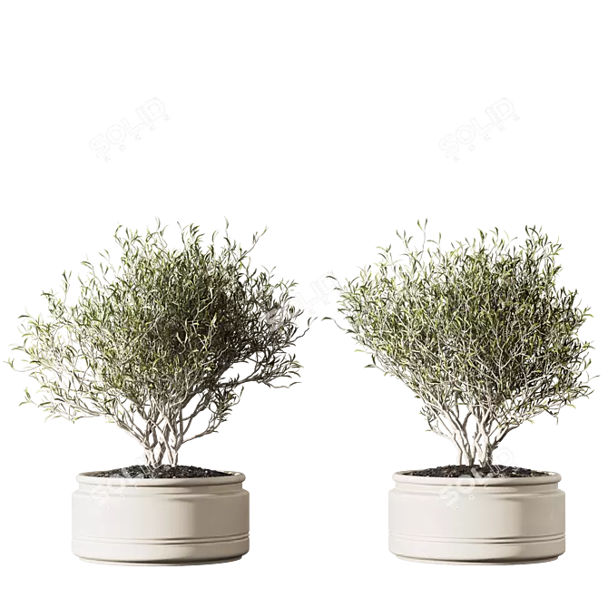 Set of Indoor Live Plants 3D model image 5