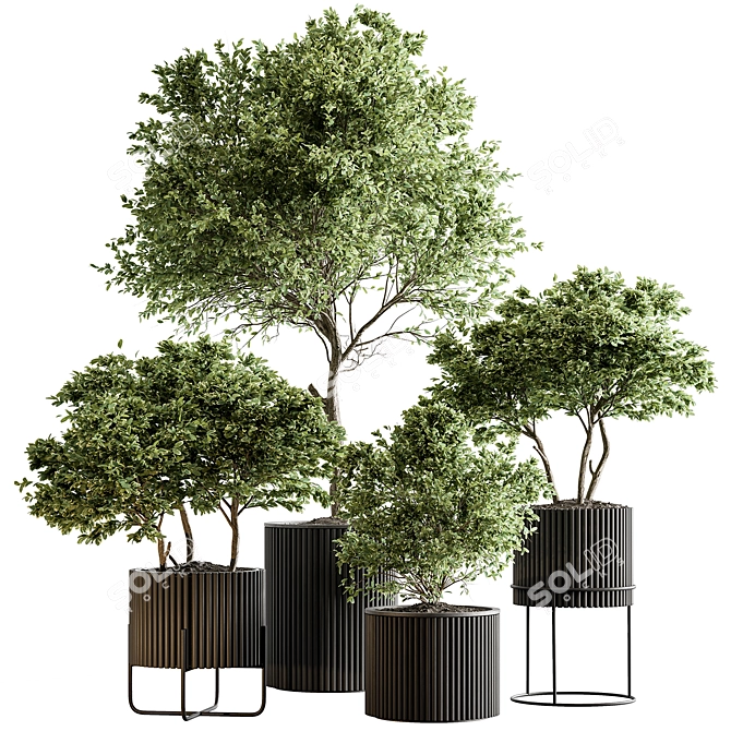 Russian Charm Tree Potted Greenery 3D model image 1