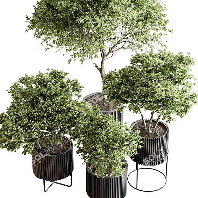 Russian Charm Tree Potted Greenery 3D model image 2