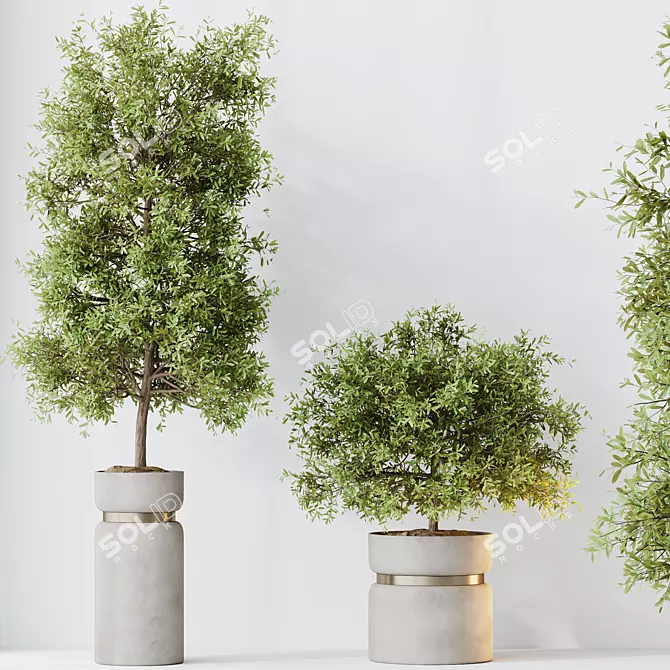 Elegant Olive Tree Set for Yard 3D model image 2