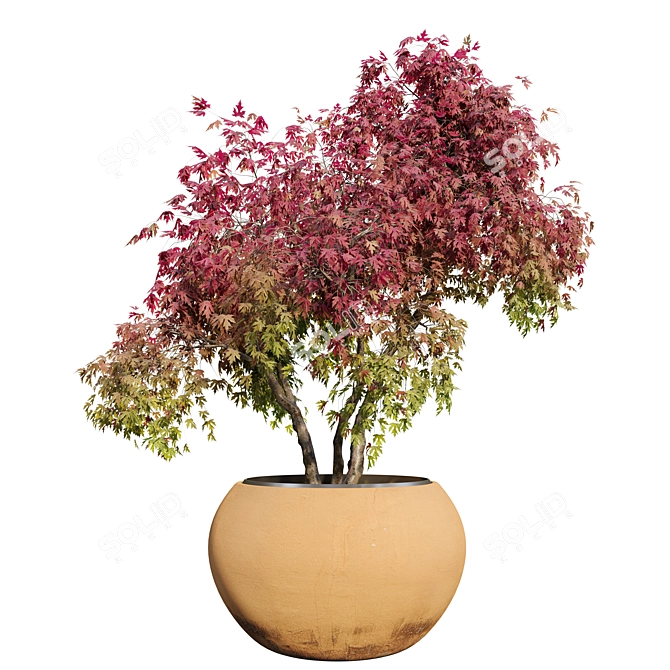 Maple Planter 02: 1.8m Height 3D model image 1