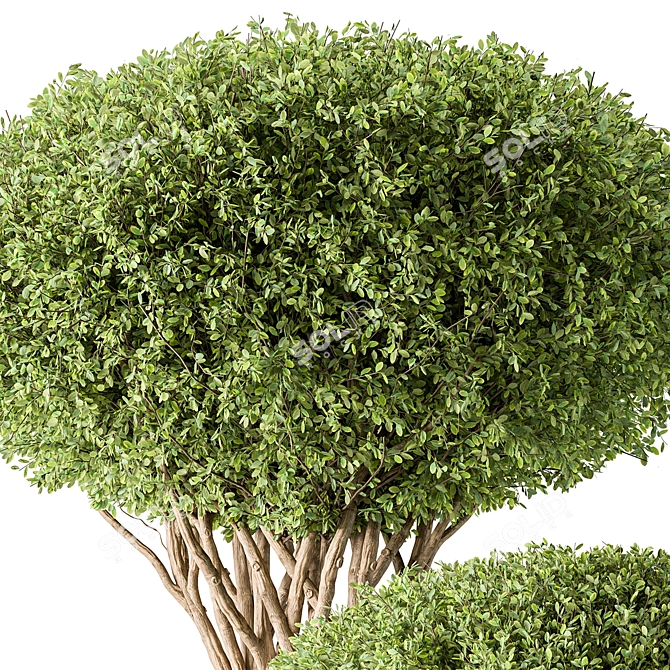 Artificial Topiary Ball Bush Set 3D model image 3