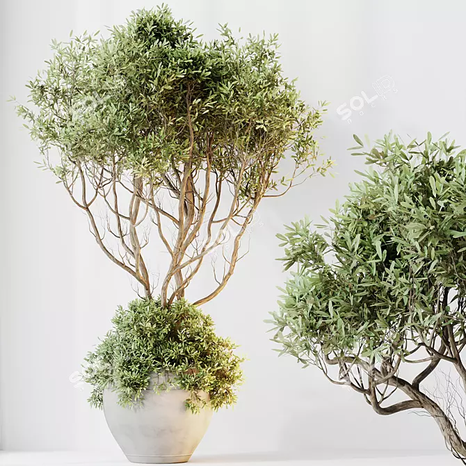 Elegant Olive Tree Set 3D 3D model image 3