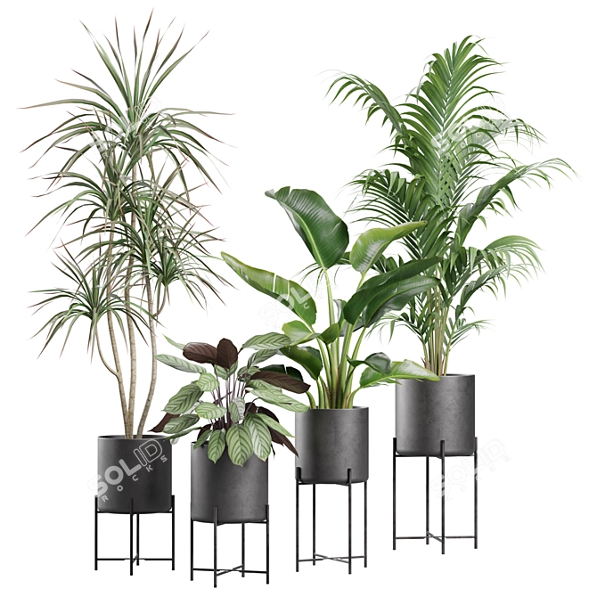 Exotic Indoor Plants Collection 3D model image 1