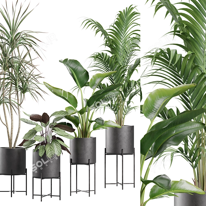 Exotic Indoor Plants Collection 3D model image 2