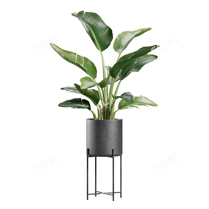 Exotic Indoor Plants Collection 3D model image 4