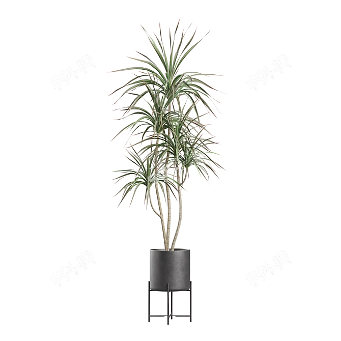 Exotic Indoor Plants Collection 3D model image 5