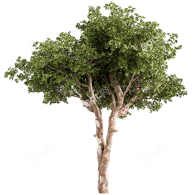 Rustic RedGum Tree Set 3D model image 1