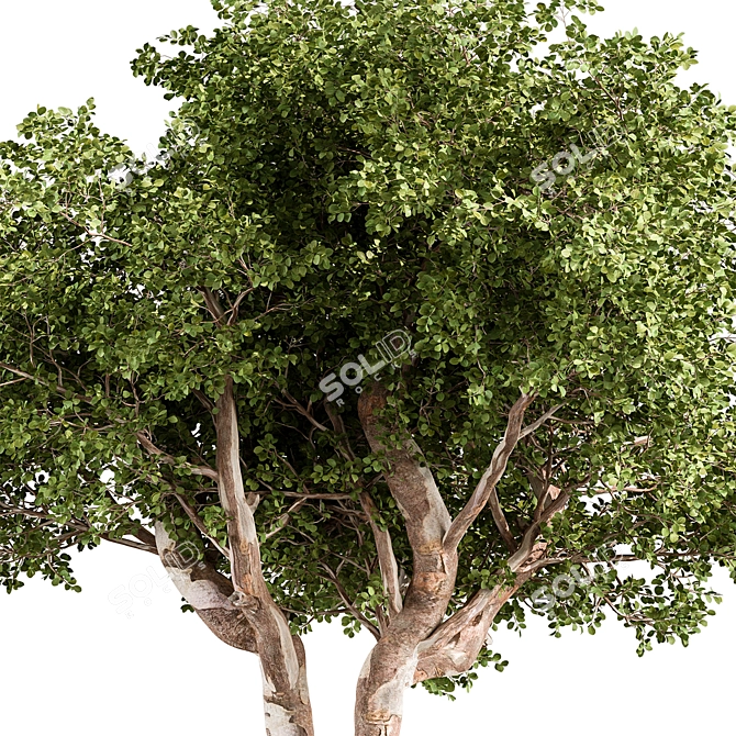 Rustic RedGum Tree Set 3D model image 2