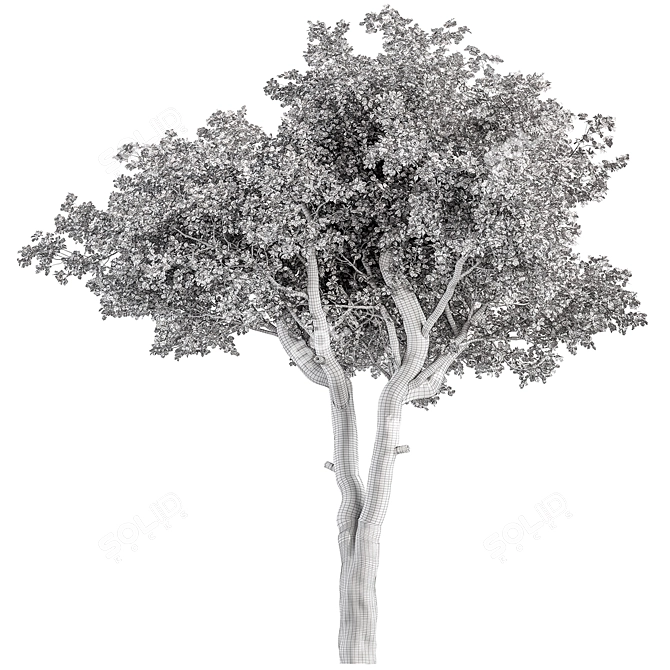 Rustic RedGum Tree Set 3D model image 3