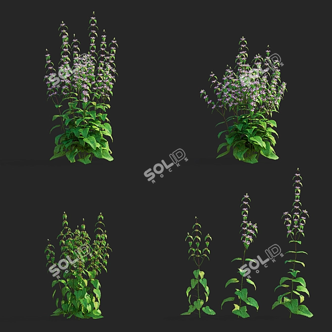 Tuberous Clubwort Flowers Collection 3D model image 2