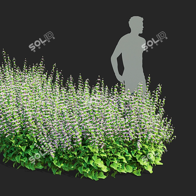 Tuberous Clubwort Flowers Collection 3D model image 3