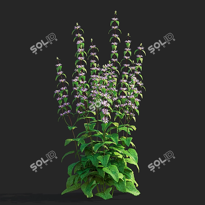 Tuberous Clubwort Flowers Collection 3D model image 6