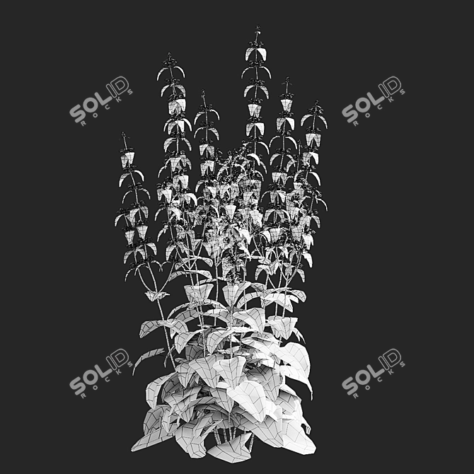 Tuberous Clubwort Flowers Collection 3D model image 7