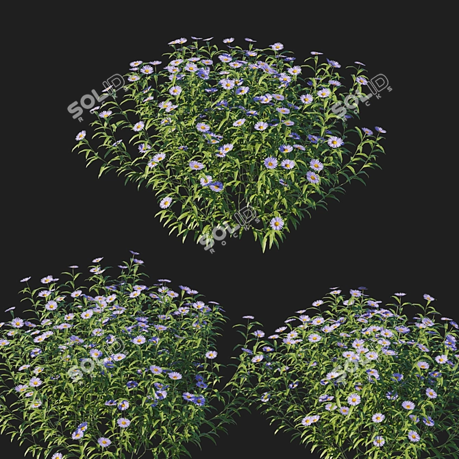 Aster Bush 3D Model Kit 3D model image 2