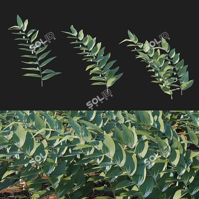 Corona Render Polygonatum Odoratum Model 3D model image 1