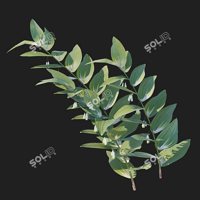 Corona Render Polygonatum Odoratum Model 3D model image 2