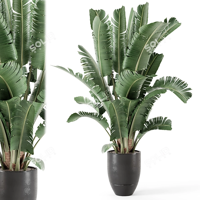 Modern Indoor Plant Black Pot 3D model image 1