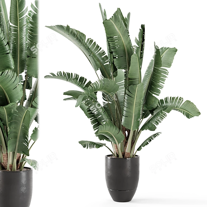 Modern Indoor Plant Black Pot 3D model image 2