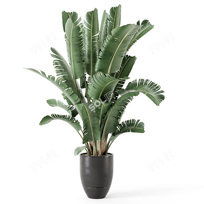 Modern Indoor Plant Black Pot 3D model image 3