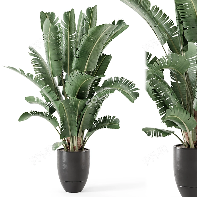 Modern Indoor Plant Black Pot 3D model image 5