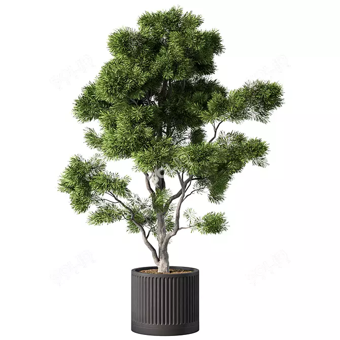 Modern Indoor Plant Collection 3D model image 1