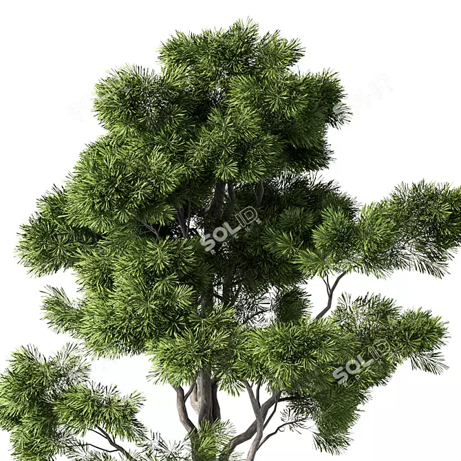 Modern Indoor Plant Collection 3D model image 3