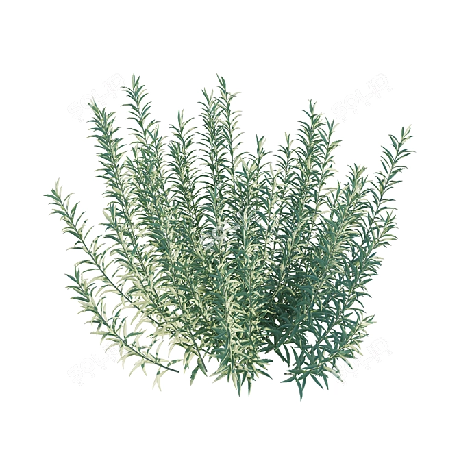 Artemisia Ludoviciana Albula 3D Model 3D model image 3